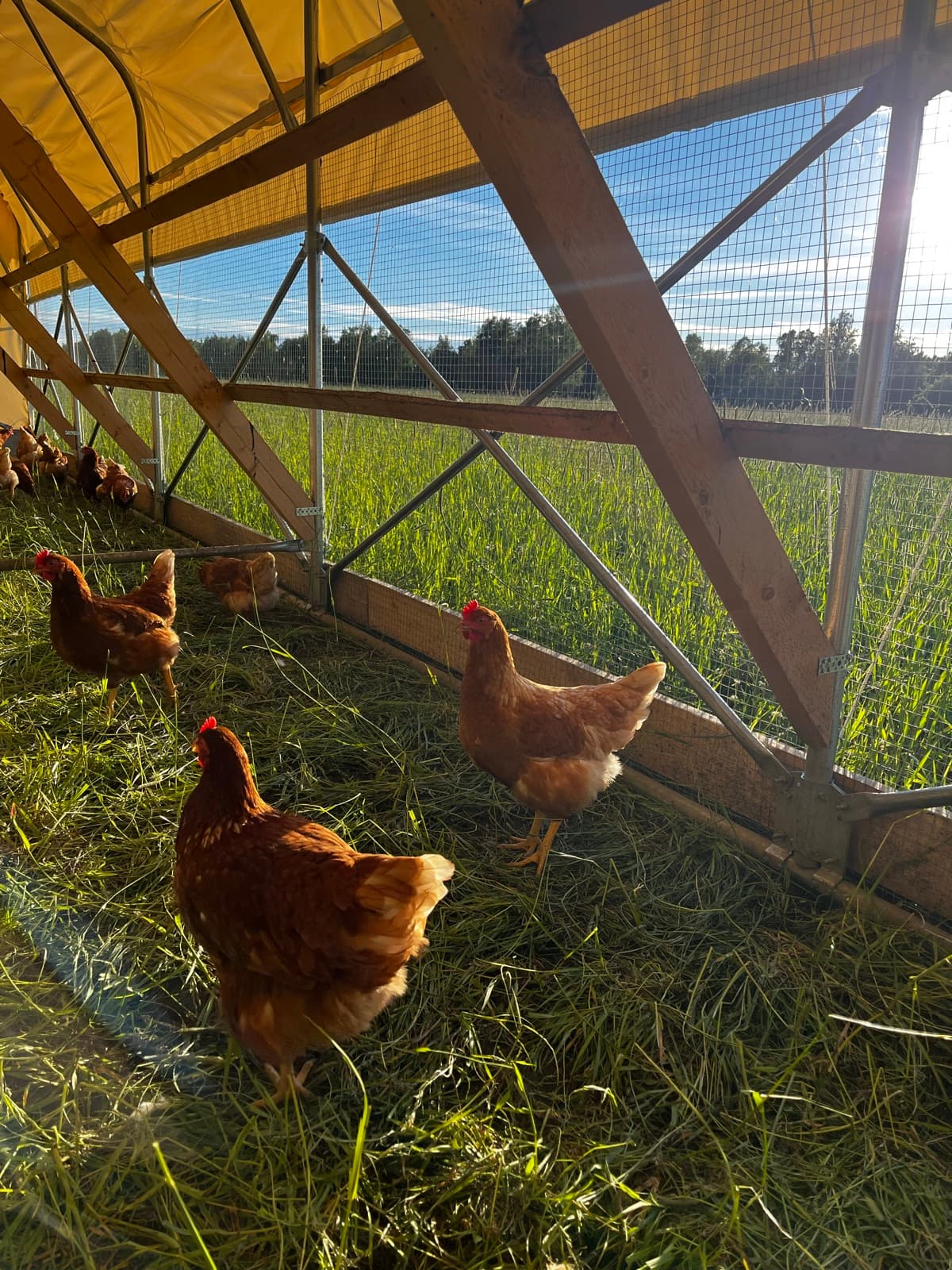 Hens foraging on fresh pasture inside a mobile coop in the evening sun.
