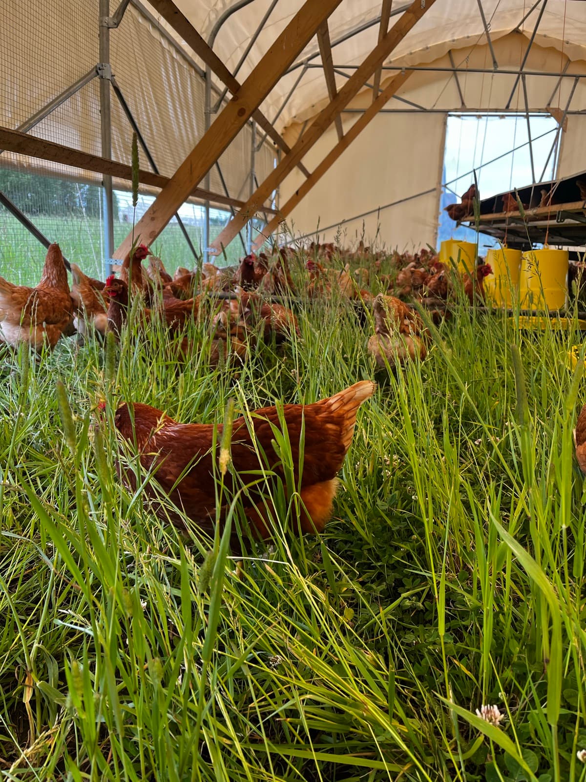 Hens working through tall grass inside a mobile coop.