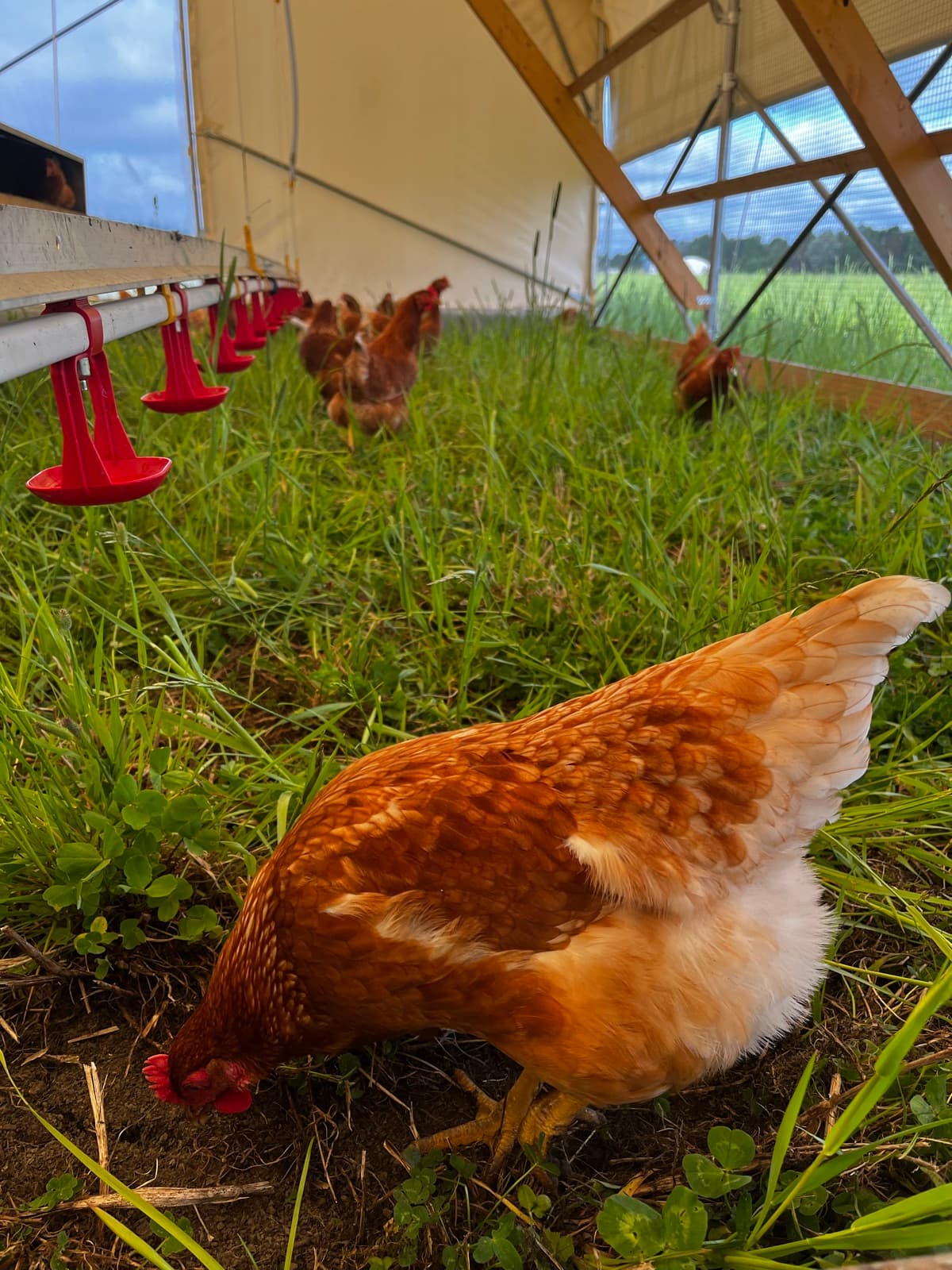 A hen foraging by the feed line inside a mobile coop, the flock and open pasture behind.