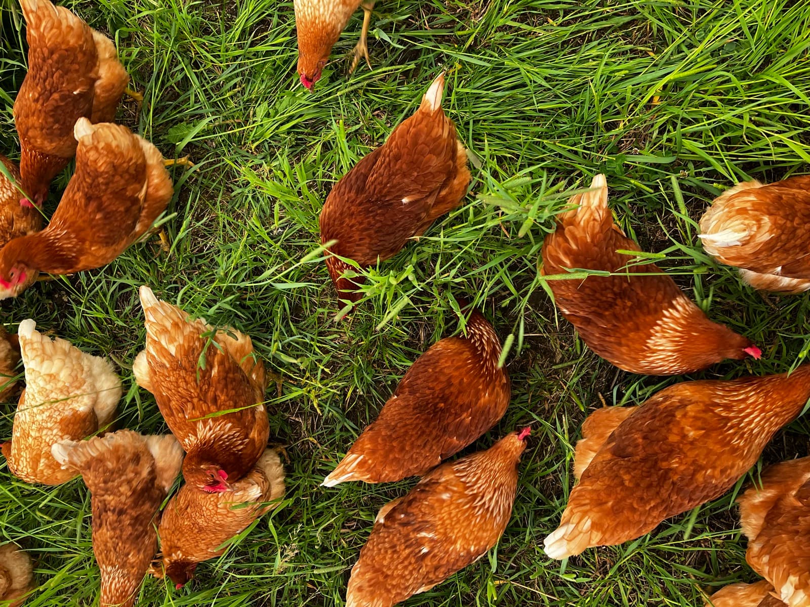 Brown hens foraging across fresh green pasture, seen from above.