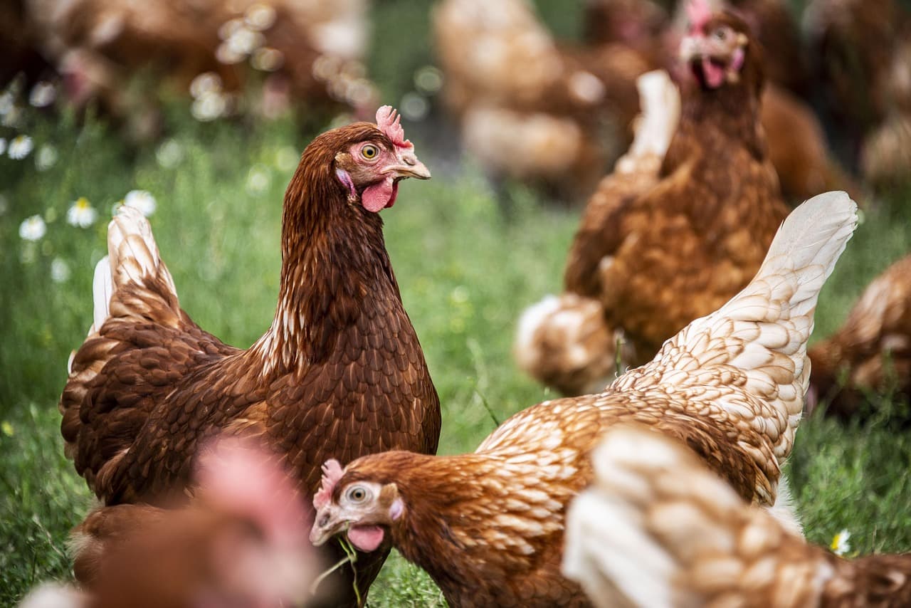 Hens on pasture foraging
