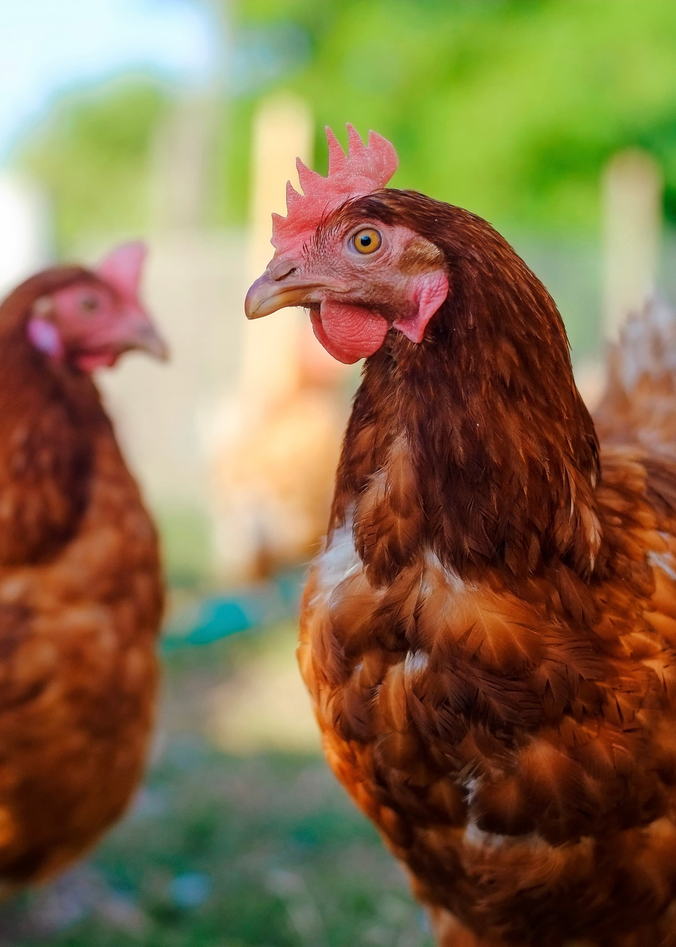 Pastured eggs from Wiberg's farm