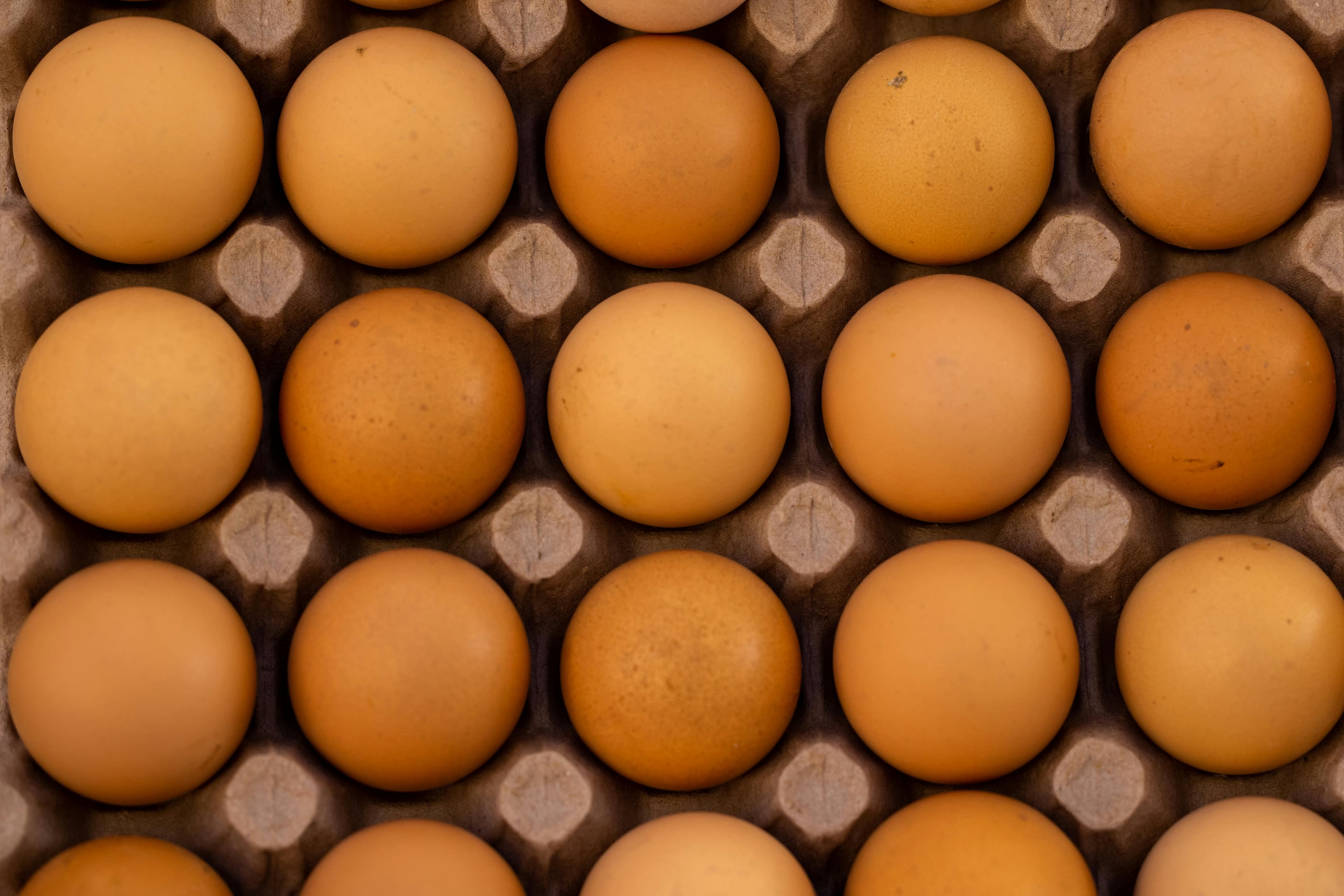 Tray of freshly graded pastured eggs