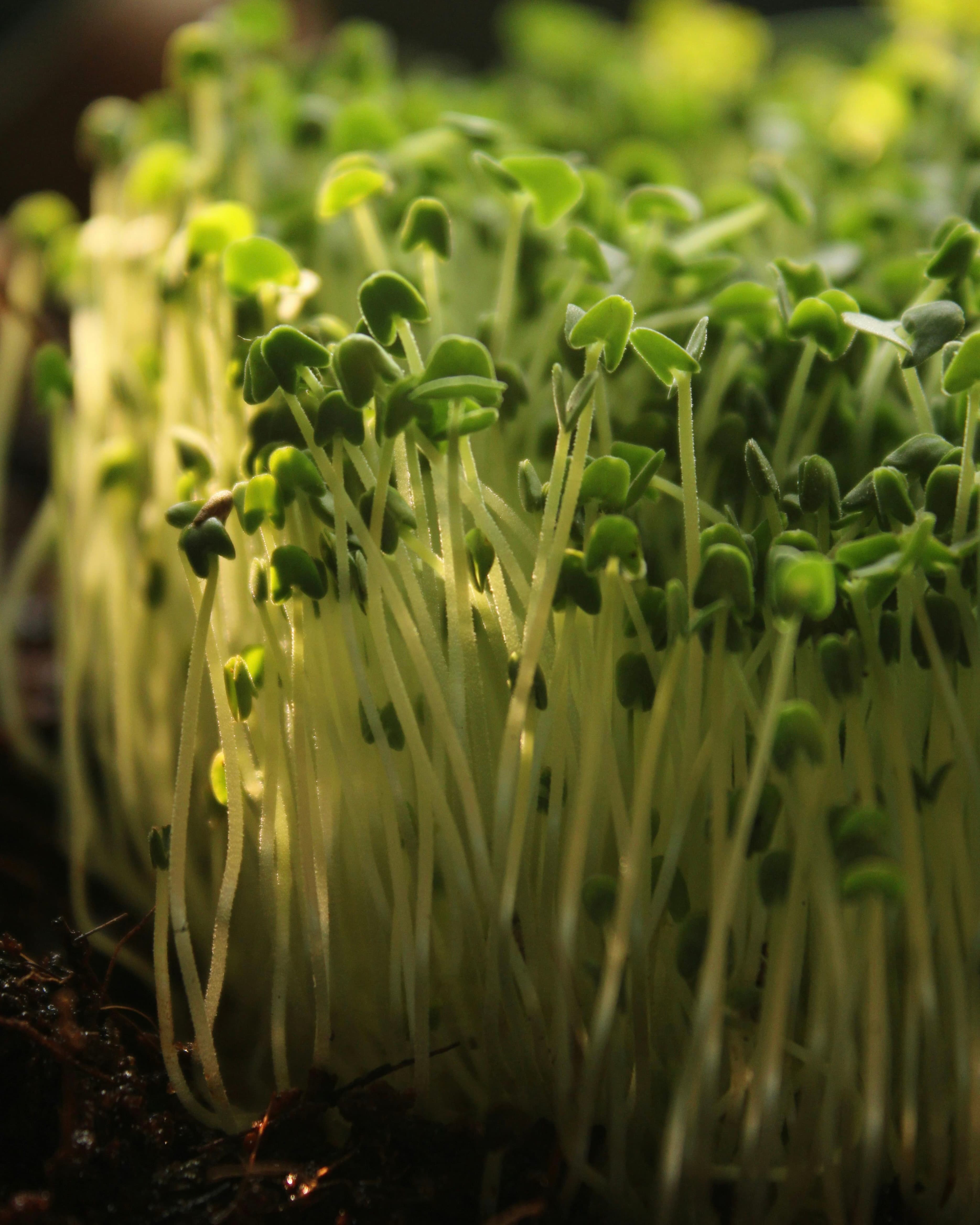 Microgreen trays growing fresh sprouts for the hens