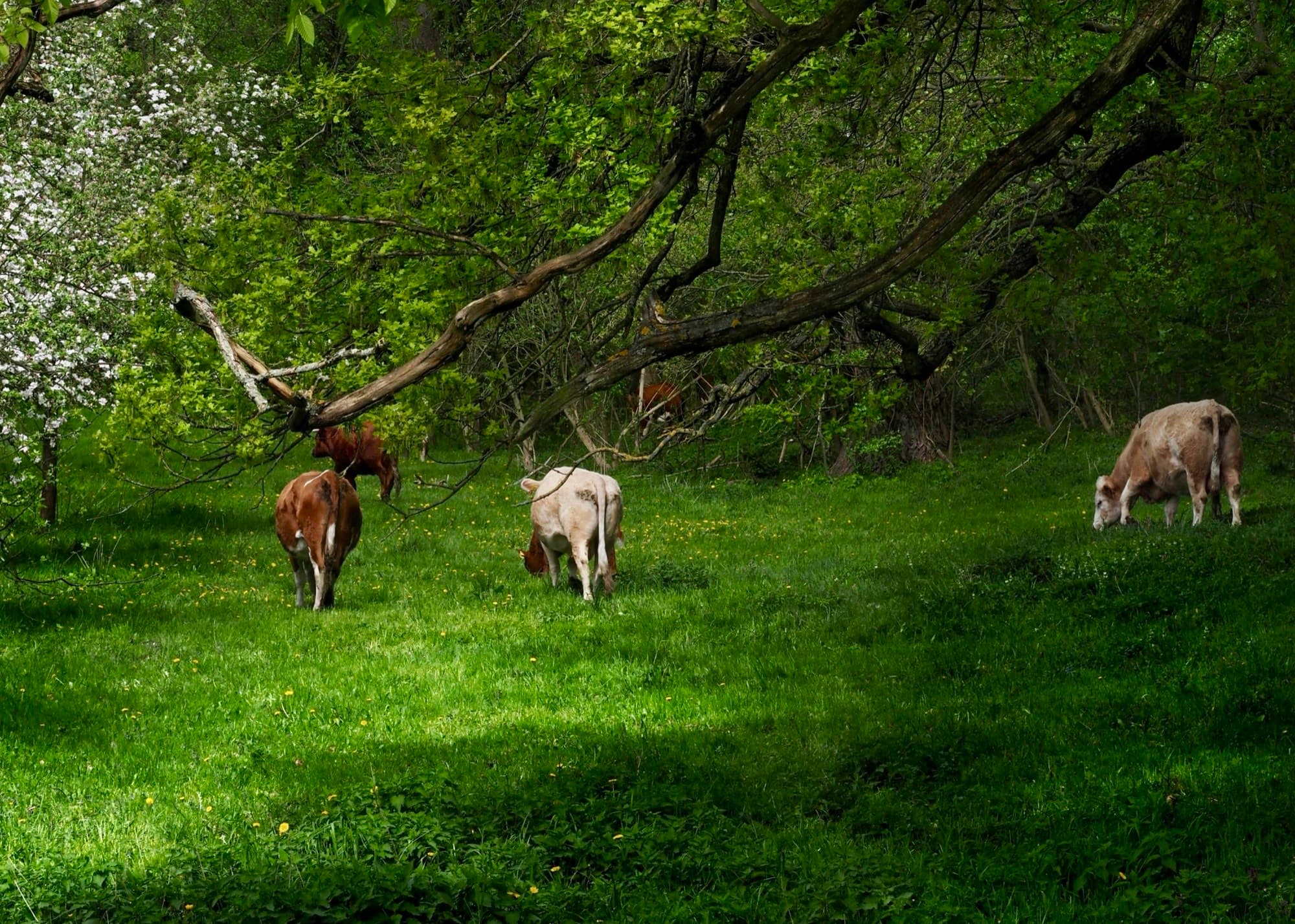 Cattle grazing under trees in a silvopasture system