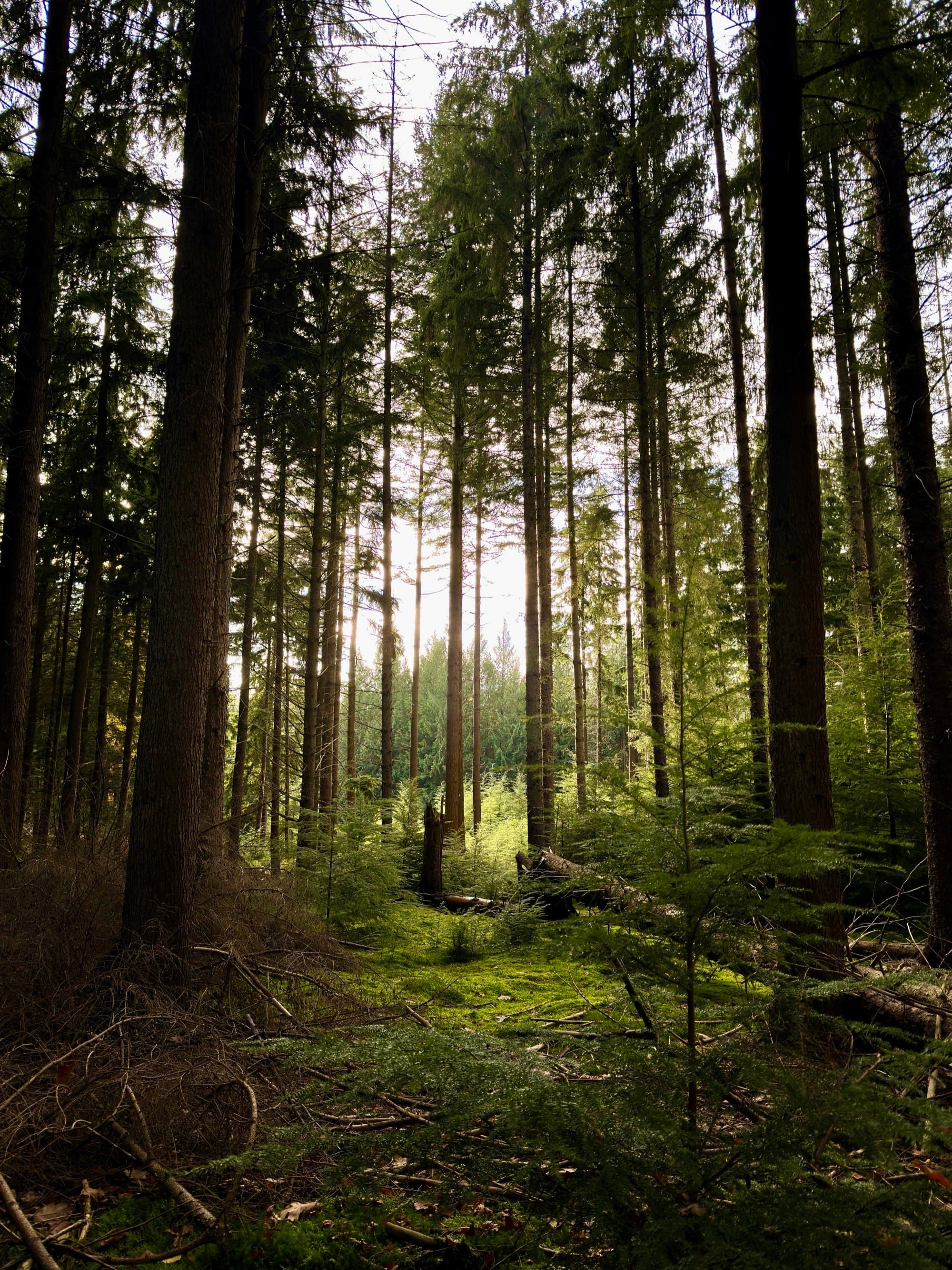 Sunlight filtering through forest canopy